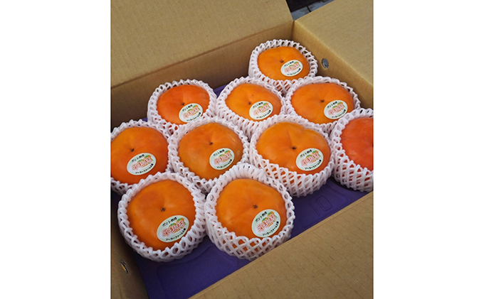 こだわり栽培ポット柿（早秋柿） 3Lサイズ9個入り ※離島への配送不可 ※2025年10月中旬～11月上旬頃に順次発送予定