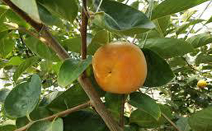 こだわり栽培ポット柿（太秋柿） 2Lサイズ12個入り ※離島への配送不可 ※2025年10月中旬～11月上旬頃に順次発送予定