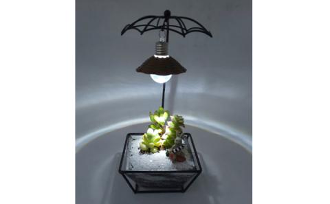 多肉植物　アジアン・プランツパラソルとナイトテラリウム電球のセット インテリア 照明 ライト 　※2025年7月中旬頃より順次発送予定　※離島への配送不可