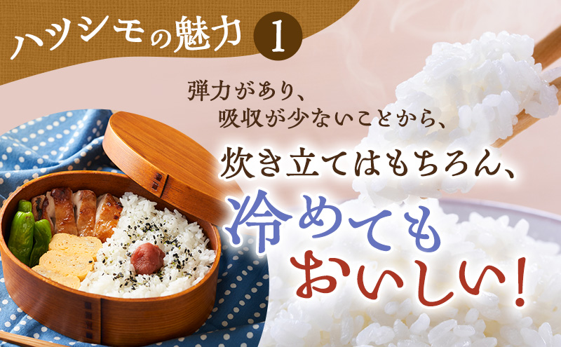 新米 令和7年産 岐阜県産 ハツシモ 10kg ※離島への配送不可 ※2025年11月下旬頃より順次発送予定