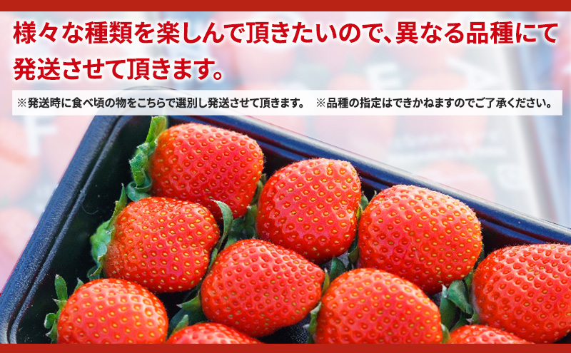 【予約販売】当園自慢の甘い採れたていちご2パック　 果物 フルーツ デザート 食後 おやつ 高糖度 香り高い 産地直送 　※2026年2月上旬～4月下旬頃に順次発送予定　※離島への配送不可