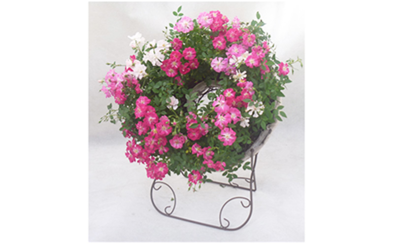 ミニバラリング仕立て　ウェルカムローズ 四季咲き レンゲローズ 華やか 玄関 庭 ガーデン インテリア 植物 お花 　※2025年7月中旬頃より順次発送予定　※離島への配送不可