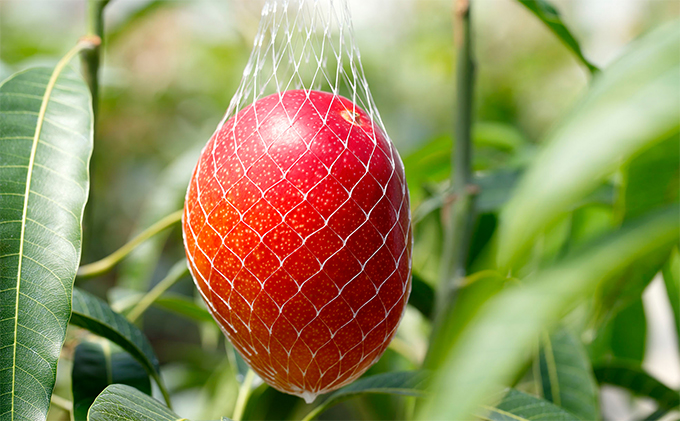 ぎふ清流完熟マンゴー1個入り※クレジット決済のみ｜果物 フルーツ 旬 採れたて お取り寄せ お取り寄せグルメ デザート スイーツ おやつ 贈答用 贈り物 ギフト プレゼント  ※北海道・沖縄県・離島への配送不可 ※2026年6月中旬～7月下旬頃に順次発送予定