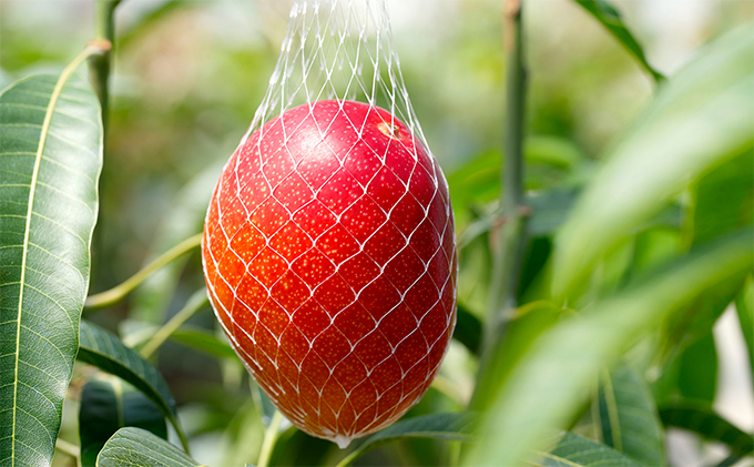 ぎふ清流完熟マンゴー2個入り※クレジット決済のみ ｜果物 フルーツ 旬 採れたて お取り寄せ お取り寄せグルメ デザート スイーツ おやつ 贈答用 贈り物 ギフト プレゼント ※北海道・沖縄県・離島への配送不可 ※2026年6月中旬～7月下旬頃に順次発送予定