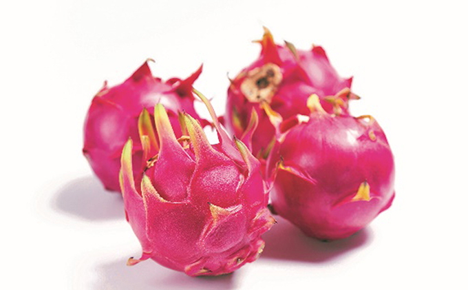 【先行予約】養本社のドラゴンフルーツ 4Lサイズ2個入 ｜果物 フルーツ 旬 採れたて お取り寄せ お取り寄せグルメ デザート スイーツ おやつ 贈答用 贈り物 ギフト プレゼント ※北海道・沖縄県・離島への配送不可 ※2026年6月中旬～7月下旬頃に順次発送予定