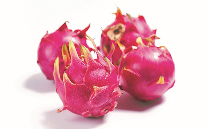 養本社のドラゴンフルーツ 3Lサイズ3個入 ｜果物 フルーツ 旬 採れたて お取り寄せ お取り寄せグルメ デザート スイーツ おやつ 贈答用 贈り物 ギフト プレゼント ※北海道・沖縄県・離島への配送不可 ※2026年6月中旬～7月下旬頃に順次発送予定