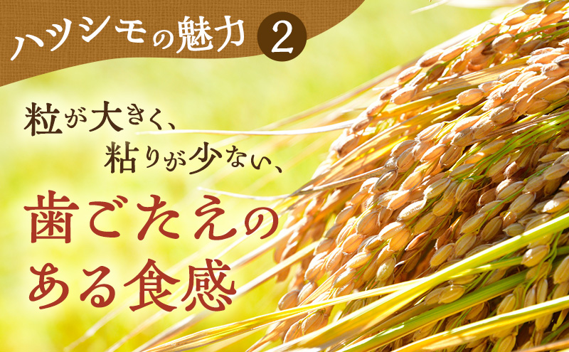 新米 令和7年産 岐阜県産 ハツシモ 10kg ※離島への配送不可 ※2025年11月下旬頃より順次発送予定