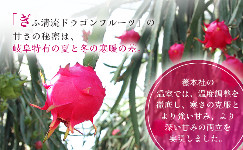 養本社のドラゴンフルーツくずアイス 10本入り ｜アイス デザート スイーツ おやつ 贈答用 贈り物 ギフト プレゼント