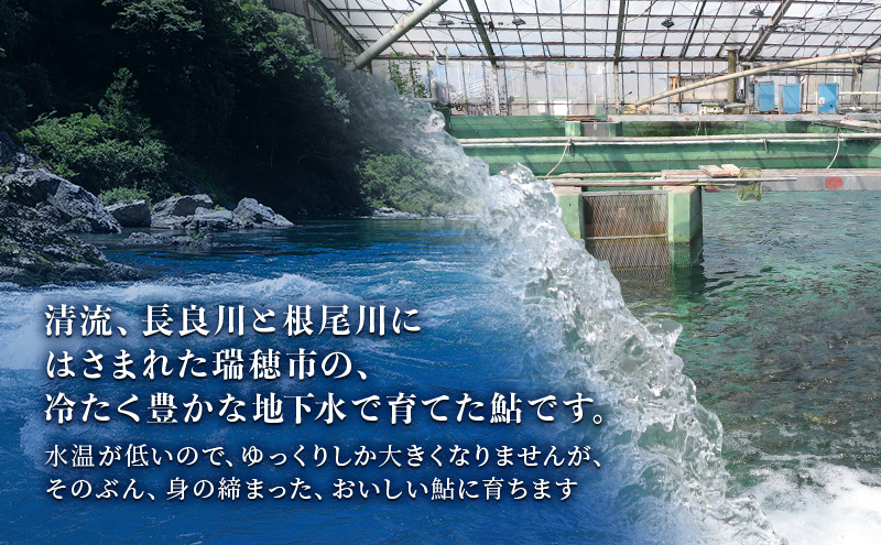 【先行予約】塩焼用 活〆冷凍あゆ 約1kg（9尾～13尾）| 鮎 あゆ アユ 魚介 魚 川魚 塩焼き 鮎めし 雑炊 おかず 簡単 お手軽  岐阜県 瑞穂市 ※北海道・沖縄・離島への配送不可 ※2026年7月上旬～9月中旬頃に順次発送予定