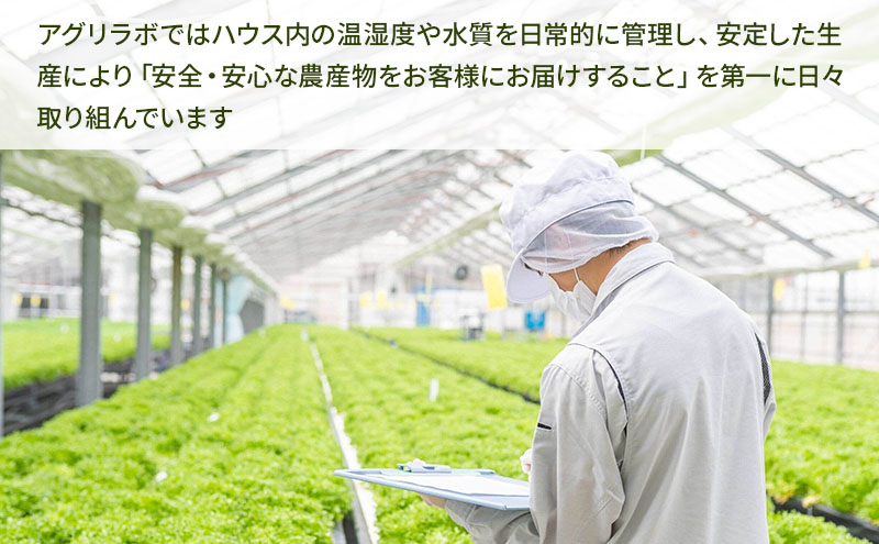 美濃国やさいセット｜野菜 野菜セット レタス フリルレタス 水耕栽培 安全 安心 衛生的 新鮮 シャキシャキ 産地直送 サラダ サンドイッチ ※離島への配送不可
