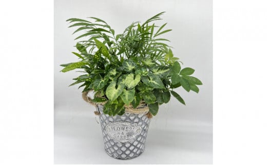 幸せを運ぶ観葉植物のおまかせ寄せ植え（4～5品種） グリーンインテリア おしゃれ 　※2025年7月中旬頃より順次発送予定　※離島への配送不可