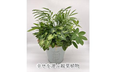 幸せを運ぶ観葉植物のおまかせ寄せ植え（4～5品種） グリーンインテリア おしゃれ 　※2025年7月中旬頃より順次発送予定　※離島への配送不可