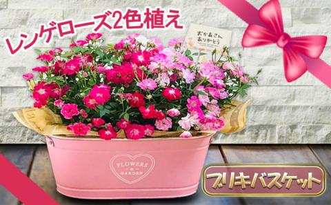 レンゲローズ2色植え　ブリキツインバスケット 花　※2026年4月下旬～5月下旬頃に順次発送予定　※離島への配送不可