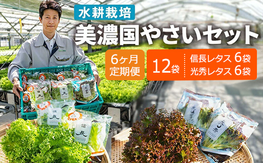 【6ヶ月定期便】美濃国やさいセット 計12袋 ｜ 野菜 野菜セット レタス フリルレタス 水耕栽培 安全 安心 衛生的 新鮮 シャキシャキ 産地直送 サラダ サンドイッチ ※離島への配送不可