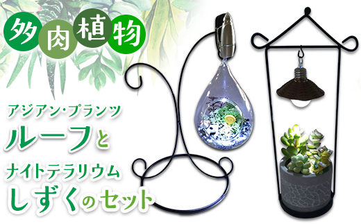 多肉植物　アジアン・プランツルーフとナイトテラリウムしずくのセット インテリア 照明 ライト 　※2025年7月中旬頃より順次発送予定　※離島への配送不可