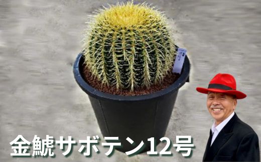 金鯱サボテン12号 ※離島への配送不可