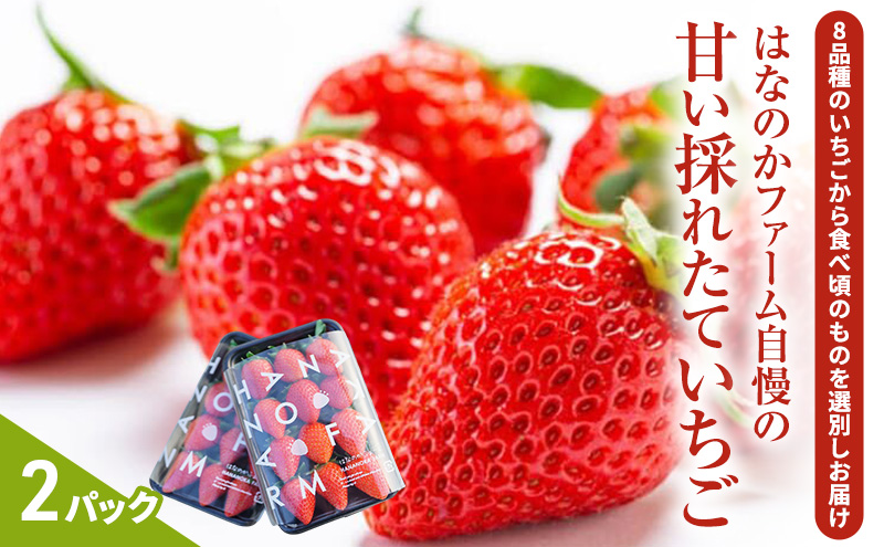 【予約販売】当園自慢の甘い採れたていちご2パック　 果物 フルーツ デザート 食後 おやつ 高糖度 香り高い 産地直送 　※2026年2月上旬～4月下旬頃に順次発送予定　※離島への配送不可