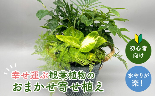 幸せを運ぶ観葉植物のおまかせ寄せ植え（4～5品種） グリーンインテリア おしゃれ 　※2025年7月中旬頃より順次発送予定　※離島への配送不可