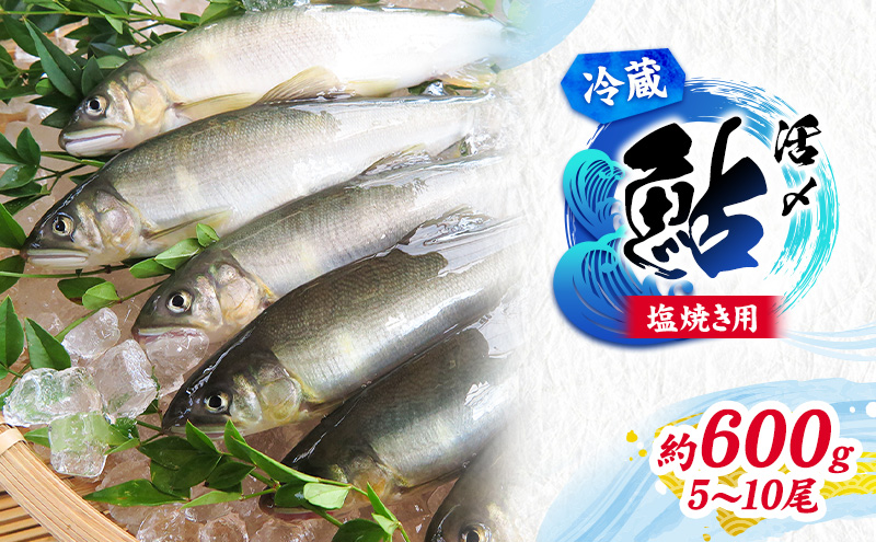 【先行予約】塩焼き用 活〆鮎 約600g （5尾～10尾）| 鮎 あゆ アユ 魚介 魚 川魚 塩焼き 鮎めし 雑炊 おかず 簡単 お手軽  岐阜県 瑞穂市 ※北海道・沖縄・離島への配送不可 ※2026年7月上旬～9月中旬頃に順次発送予定