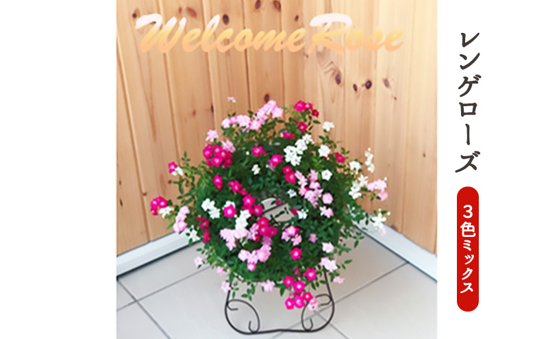 ミニバラリング仕立て　ウェルカムローズ 四季咲き レンゲローズ 華やか 玄関 庭 ガーデン インテリア 植物 お花 　※2025年7月中旬頃より順次発送予定　※離島への配送不可