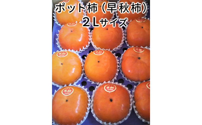 こだわり栽培ポット柿（早秋柿） 2Lサイズ12個入り｜果物類 かき ※離島への配送不可 ※2025年10月中旬～11月上旬頃に順次発送予定