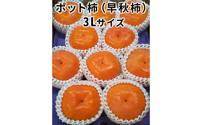 こだわり栽培ポット柿（早秋柿） 3Lサイズ9個入り ※離島への配送不可 ※2025年10月中旬～11月上旬頃に順次発送予定