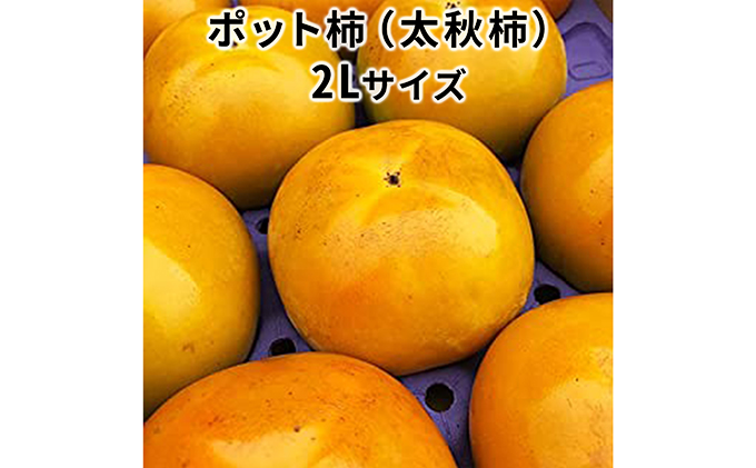 こだわり栽培ポット柿（太秋柿） 2Lサイズ12個入り ※離島への配送不可 ※2025年10月中旬～11月上旬頃に順次発送予定