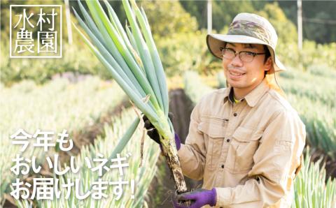 《令和8年産 先行予約》飛騨の根深ねぎ２ｋｇ 薬味からお鍋までおすすめ！