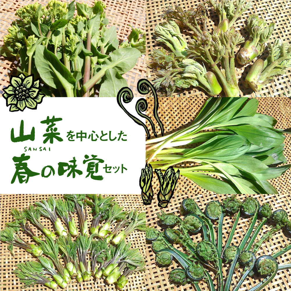  《先行予約》山菜を中心とした春の味覚セット 山菜