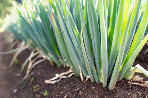 《令和8年産 先行予約》飛騨の根深ねぎ２ｋｇ 薬味からお鍋までおすすめ！