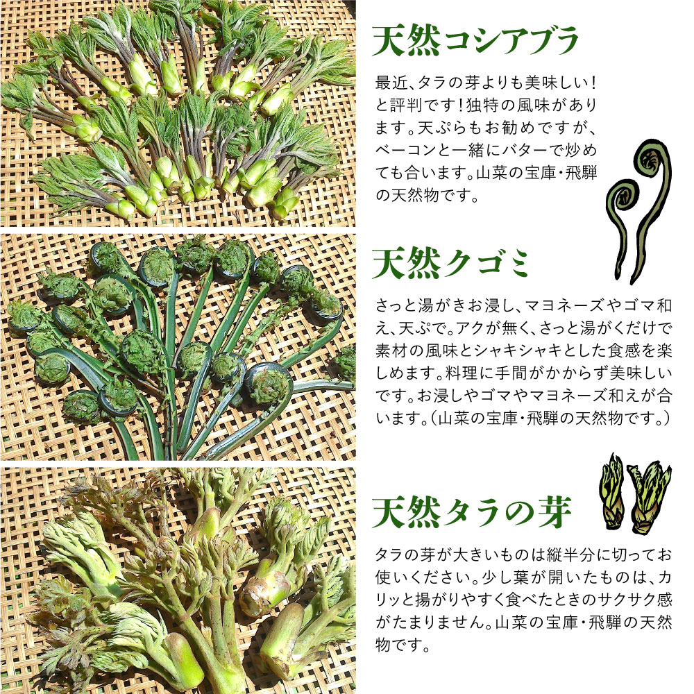  《先行予約》山菜を中心とした春の味覚セット 山菜