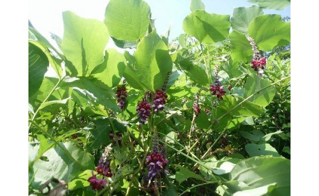 葛の花・芽入り　野草茶　１０パック入り×４袋