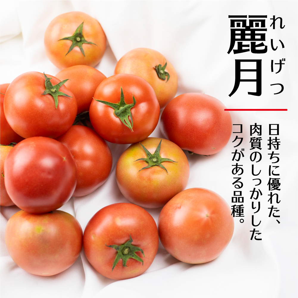 《先行予約》飛騨トマト　約1.8㎏ 産地直送 野菜 とまと トマト 麗月 夏野菜[Q716]