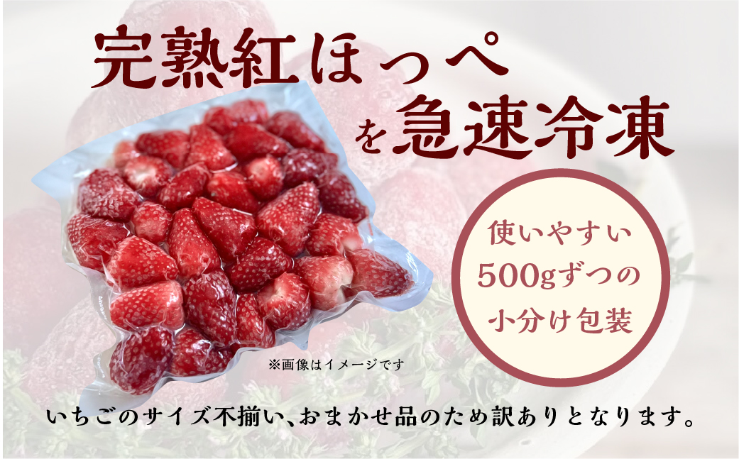 【2026年5月より発送】《 訳あり 》 冷凍いちご 紅ほっぺ 3kg (500g × 6p) 簡易梱包 サイズ 不揃い のため 訳あり 訳アリ フルーツ 果物 苺 いちご イチゴ アイス ヨーグルト 苺 family農園 子ども 小分け 家庭用 国産 産地直送 岐阜県 本巣市 2万 20000円 [mt1506]