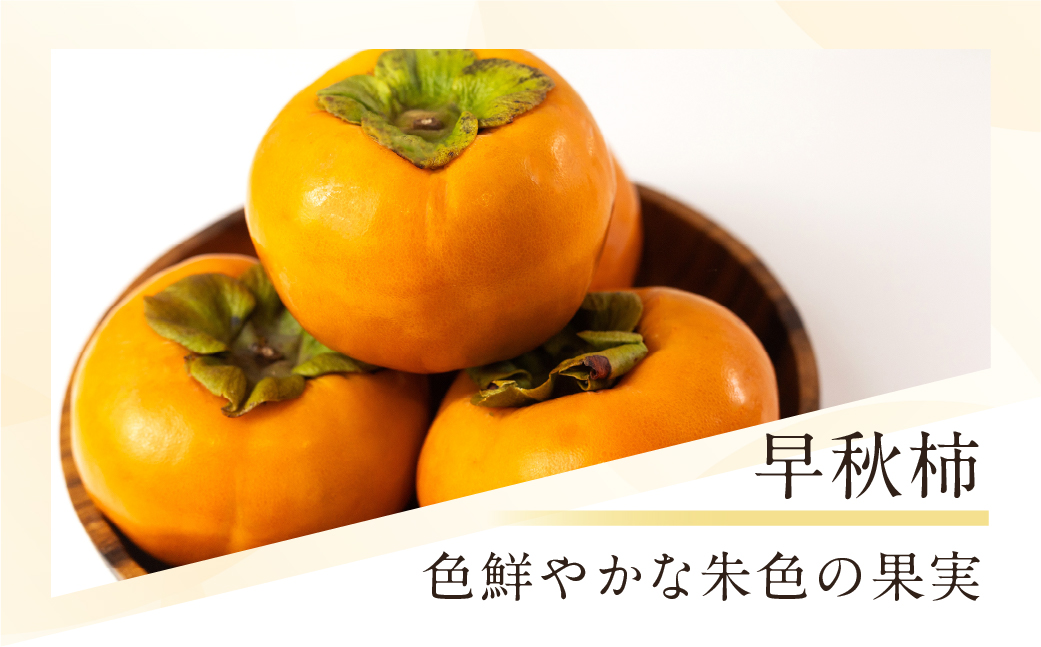 [令和７年産]《早い甘柿》大野農園の早秋柿 (9～14個入) 10月上旬～10月下旬発送予定 [mt1557]