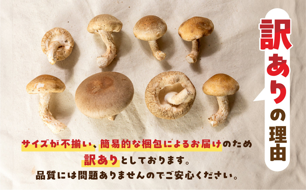【訳あり】 生しいたけ 約 350g お試し サイズ 混合 不揃い おまかせ 簡易梱包 訳あり 訳アリ BBQ 野菜 栽培期間中 農薬不使用 岐阜県産 本巣市 国産 きのこ キノコ シイタケ 産地直送 新鮮 数量限定 冷蔵 モトスマッシュ [mt1915]