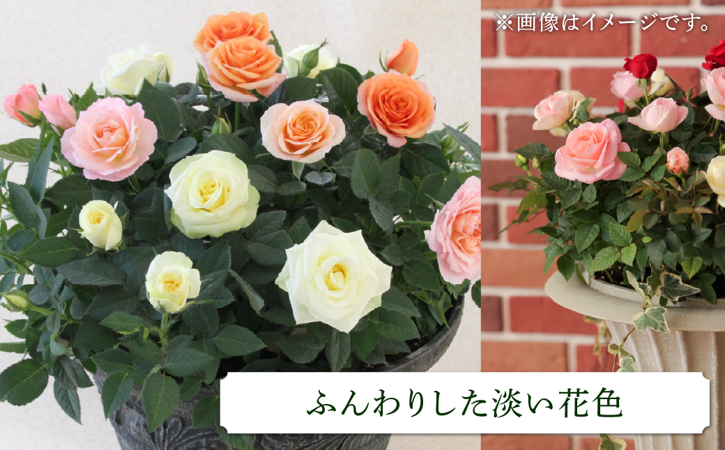 産地直送 ミニバラ トロフィーカップ（小） ふんわり（淡いMIX） [11月～4月 お届け] 品種 おまかせ のため 訳あり 訳アリ 四季咲き ミニバラ 花 ガーデニング 生産量 日本一 天皇杯 鉢植 ※沖縄 離島配送不可 薔薇 セントラルローズ [mt1901] 40000円 4万