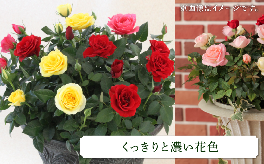 産地直送 ミニバラ トロフィーカップ（小） くっきり（濃いMIX） [11月～4月 お届け] 品種 おまかせ のため 訳あり 訳アリ 四季咲き ミニバラ 花 ガーデニング 生産量 日本一 天皇杯 鉢植 ※沖縄 離島配送不可 薔薇 セントラルローズ [mt1901_koi] 40000円 4万