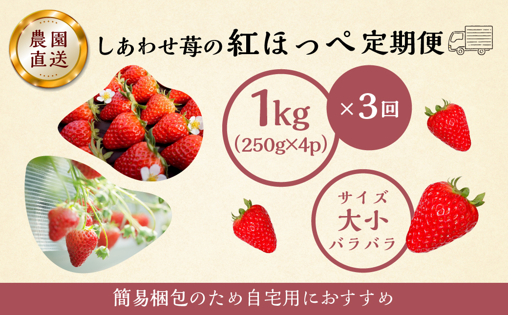 【定期便3回】自宅用 いちご 紅ほっぺ 1kg (250g × 4p ）3か月 3回 [mt1307_25]｜フルーツ 果物 スイーツ 苺 いちご イチゴ しあわせ苺 サイズ バラバラ 訳あり 訳アリ 含む 農園直送 送料無料 人気 苺 国産 岐阜県 本巣市 2026年 先行予約 45000円