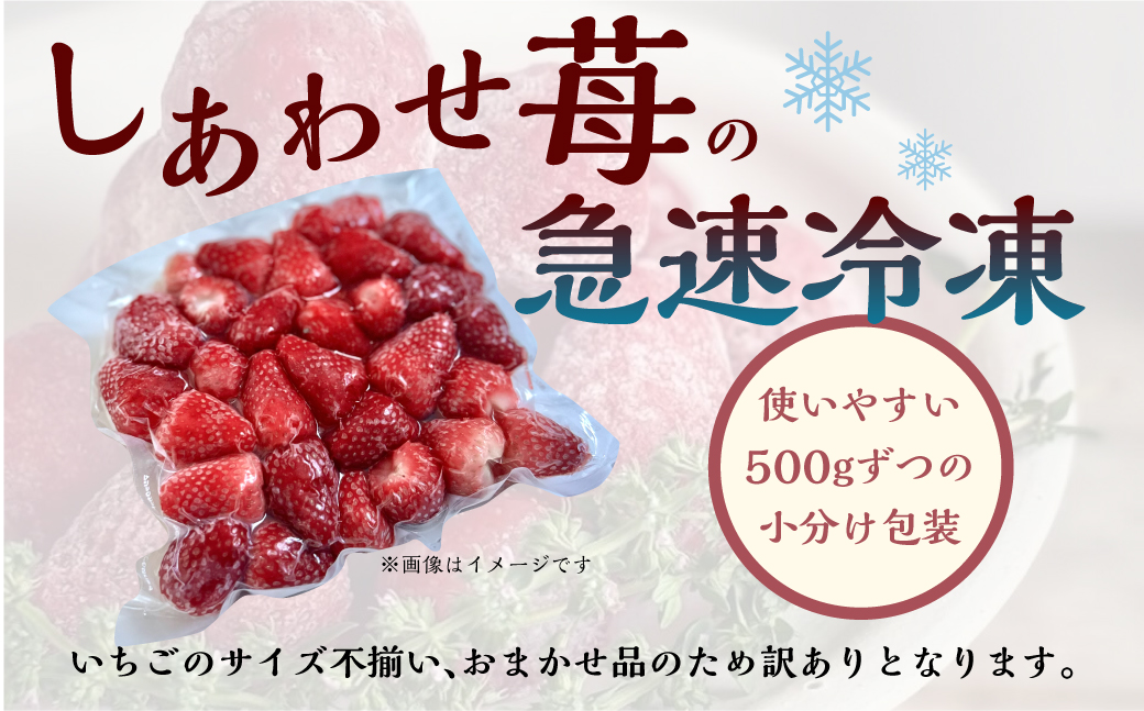 【2026年5月より発送】《 訳あり 》 冷凍いちご 品種おまかせ 3kg (500g × 6p) 簡易梱包 サイズ 不揃い のため 訳あり 訳アリ フルーツ 果物 苺 いちご イチゴ 紅ほっぺ よつぼし かおり野 アイス ヨーグルト 苺 family農園watanabe 子ども 小分け 家庭用 国産 産地直送 岐阜県 本巣市 2万 20000円 [mt1506]
