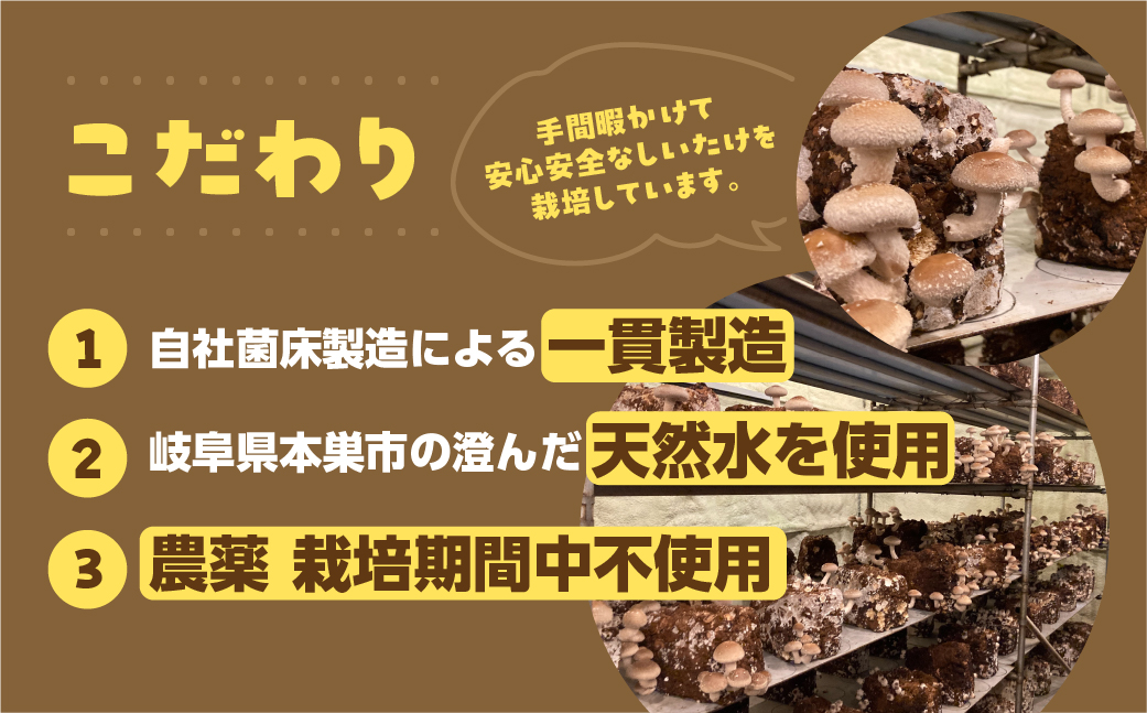 訳あり 生しいたけ 約 1.2kg 大容量 サイズ 混合 不揃い おまかせ 簡易梱包 のため 訳あり 訳アリ BBQ 春 夏 秋 冬 野菜 栽培期間中 農薬不使用 岐阜県産 本巣市 国産 きのこ キノコ シイタケ 産地直送 新鮮 数量限定 冷蔵 まるごと家 [mt1622]