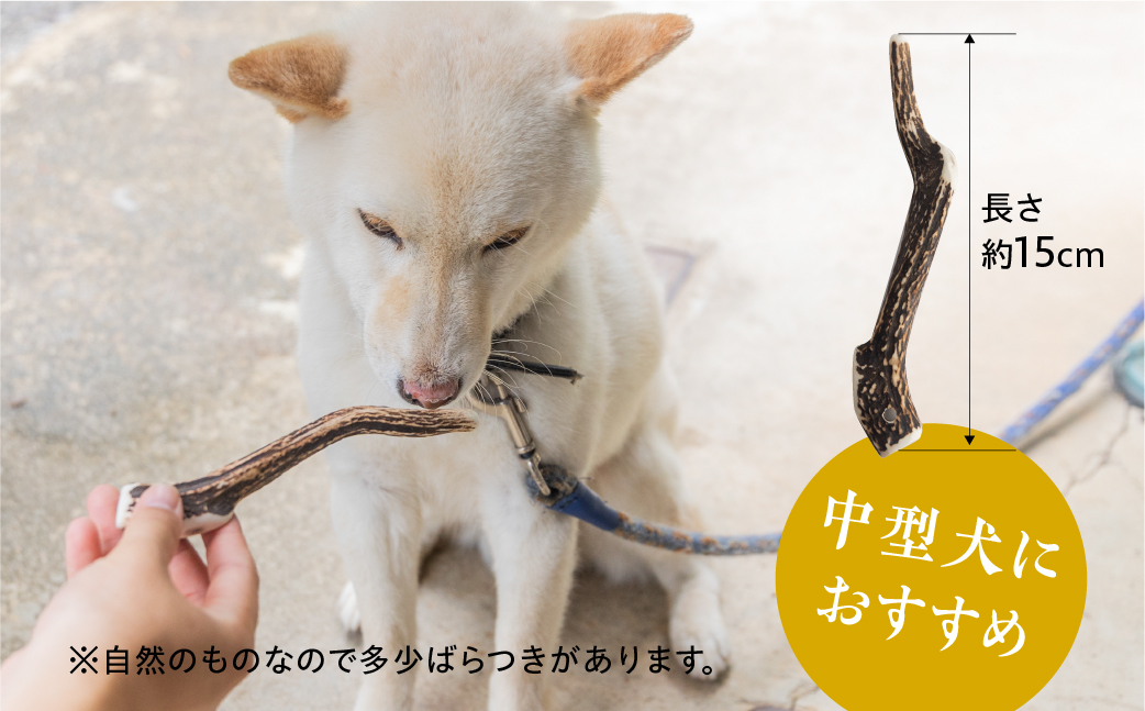 鹿角 犬用 歯磨きガム 15cm 中型犬用 デンタルケア おもちゃ ペット用品 犬 消毒済み 国産 天然