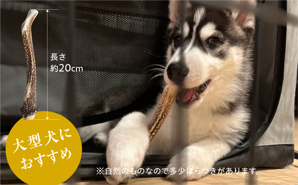 鹿角 犬用 歯磨きガム 20cm 大型犬用 デンタルケア おもちゃ ペット用品 犬 消毒済み 国産 天然 [mt1859]