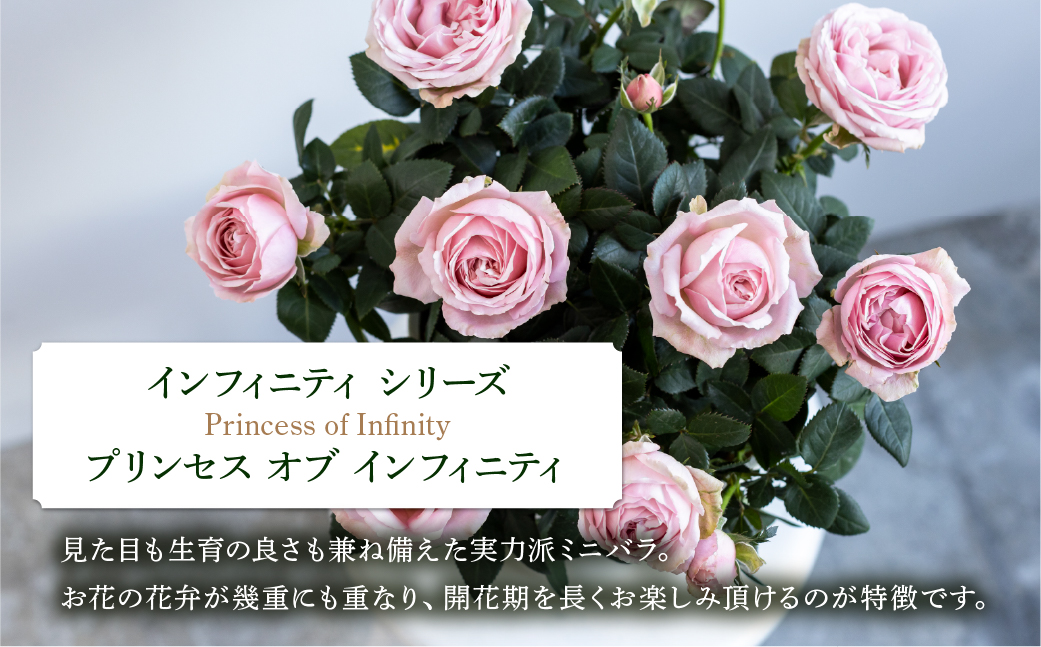 【母の日】ミニバラ 花鉢 6号 プリンセス・オブ・インフィニティ 産地直送 [5月7日～10日 お届け] 四季咲き 花 ガーデニング 生産量 日本一 天皇杯 ※沖縄 離島配送不可 薔薇 セントラルローズ [mt1899] 20000円 2万