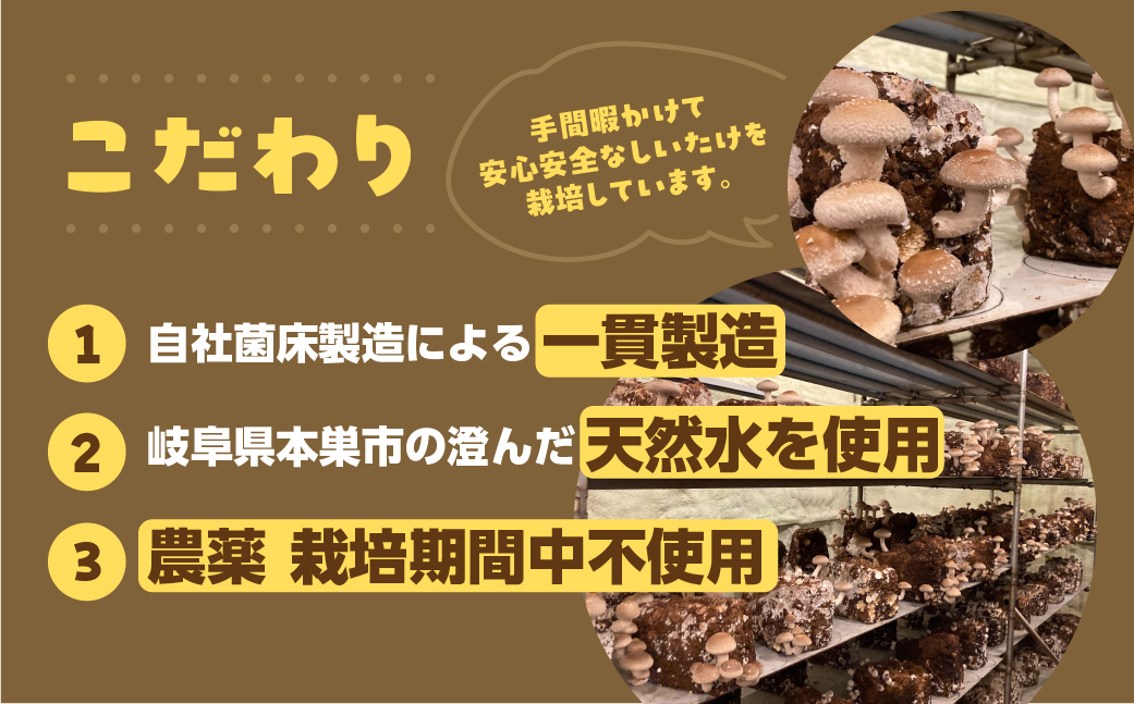 【お試し】乾燥 しいたけ 約 40g お試し サイズ 混合 不揃い おまかせ 簡易梱包 訳あり 訳アリ BBQ 野菜 栽培期間中 農薬不使用 岐阜県産 本巣市 国産 きのこ キノコ シイタケ 産地直送 新鮮 数量限定 常温 モトスマッシュ [mt1916] 6000円