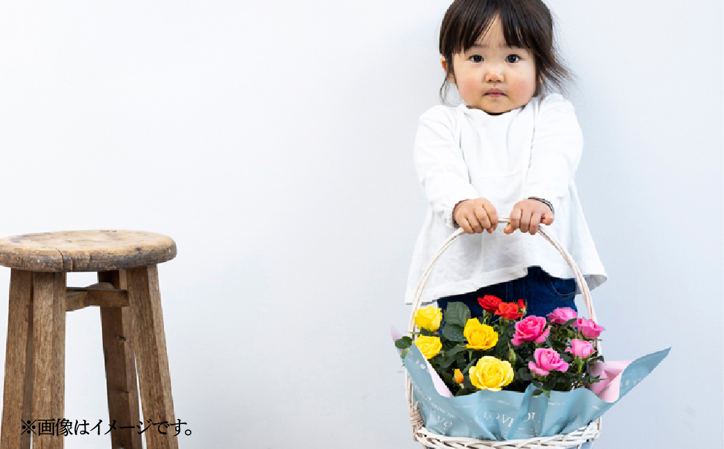 【母の日】ミニバラ バスケット よろこび 産地直送 花色 品種おまかせ のため 訳あり [5月7日～10日 お届け] 四季咲き 花 レッド ピンク イエロー ガーデニング 生産量 日本一 天皇杯 ※沖縄 離島配送不可 薔薇 セントラルローズ [mt1897] 15000円