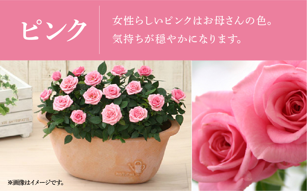 【母の日】 ミニバラ ピンク 鉢植え デイリーローズ 産地直送 品種おまかせ のため 訳あり [5月7日～10日 お届け] 四季咲き 花 ガーデニング 生産量 日本一 天皇杯 沖縄 離島配送不可 薔薇 セントラルローズ [mt1898pink] 25000円