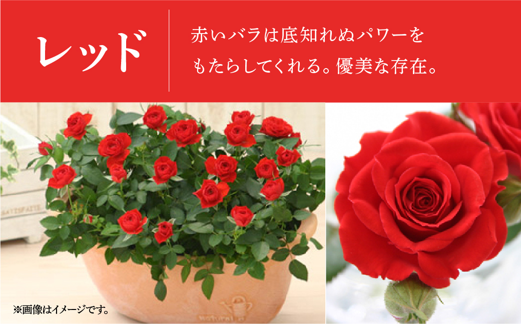 【母の日】ミニバラ レッド  鉢植え デイリーローズ 産地直送 品種おまかせ のため 訳あり [5月7日～10日 お届け] 四季咲き 花 ガーデニング 生産量 日本一 天皇杯 沖縄 離島配送不可 薔薇 セントラルローズ [mt1898red] 25000円