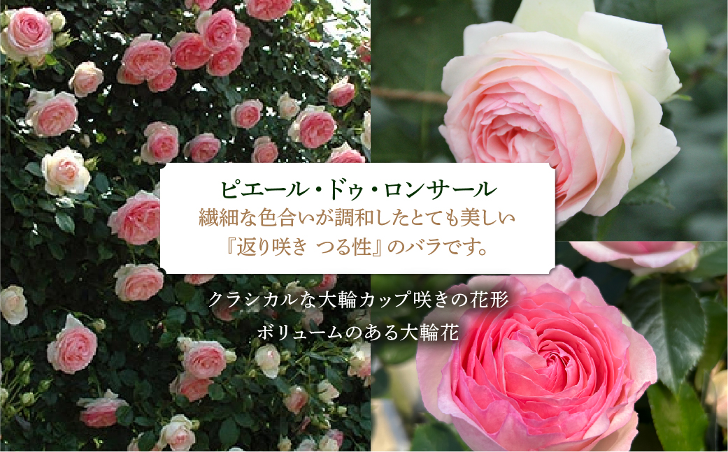 【母の日】バラ 花鉢 6号 ピエール・ドゥロンサール 産地直送 [5月7日～10日 お届け] 四季咲き 花 ガーデニング 生産量 日本一 天皇杯 ※沖縄 離島配送不可 薔薇 セントラルローズ [mt1900] 25000円