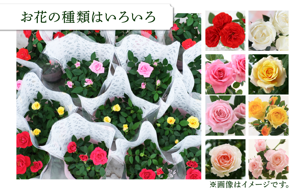 産地直送 おまかせミニバラ20鉢詰め合わせ [11月～3月 お届け] 大容量 品種おまかせのため 訳あり 訳アリ 四季咲き バラ 花 ガーデニング 生産量 日本一 天皇杯 3.5号 ポット苗 ※沖縄 離島配送不可 薔薇 セントラルローズ